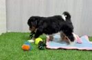 Popular Mini Bernedoodle Poodle Mix Pup