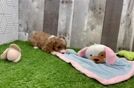Playful Cavapoodle Poodle Mix Puppy