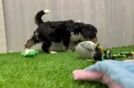 Mini Bernedoodle Pup Being Cute