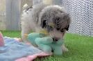 Poodle Puppy for Adoption