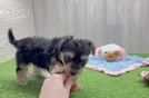 Hypoallergenic Yorkie Doodle Poodle Mix Puppy