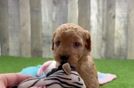 Smart Mini Goldendoodle Poodle Mix Pup