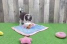 Playful Mini Aussiepoodle Poodle Mix Puppy