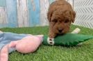 Adorable Golden Retriever Poodle Mix Poodle Mix Puppy