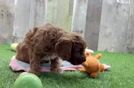 Petite Cavapoo Poodle Mix Pup