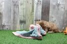 Meet Dale - our Cavapoo Puppy Video  - Seaside Pups Little Cavipoo Poodle Mix Puppy