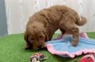 Mini Goldendoodle Puppy for Adoption