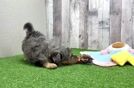 Adorable Havadoodle Poodle Mix Puppy