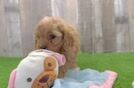 Cavapoo Puppy for Adoption