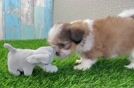 Small Shih Tzu Purebred Pup