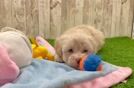 Maltipoo Pup Being Cute