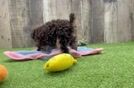 Best Poodle Baby