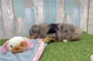 Mini Bernedoodle Pup Being Cute