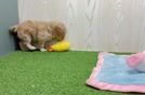 Meet Gilman - our Mini Goldendoodle Puppy Video