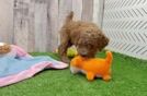 Best Poodle Baby