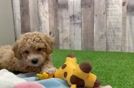 Small Poochon Baby