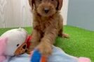 Adorable Golden Retriever Poodle Mix Poodle Mix Puppy