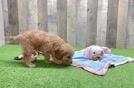 Cavapoo Puppy for Adoption