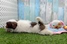 Small Havapoo Baby