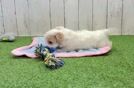 Maltipoo Puppy for Adoption