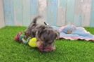 Yorkie Poo Pup Being Cute