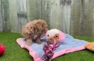 Poodle Puppy for Adoption