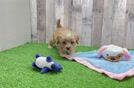 Playful Cavapoodle Poodle Mix Puppy