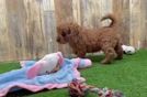 Meet Ulani - our Cavapoo Puppy Video