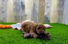 Meet Koba - our Poodle Puppy Video