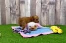 Meet Ruffle - our Poodle Puppy Video