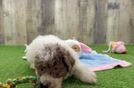 Poodle Puppy for Adoption