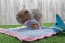 Pomeranian Pup Being Cute