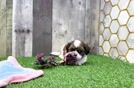 Teddy Bear Pup Being Cute