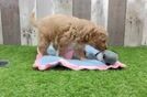 Cavapoo Puppy for Adoption