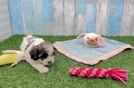 Havanese Puppy for Adoption