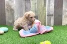 Sweet Maltipoo Baby
