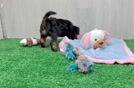 Yorkie Poo Puppy for Adoption