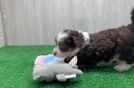 Cute Mini Aussiedoodle Baby