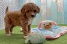 Cavapoo Puppy for Adoption