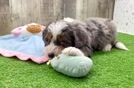 Mini Bernedoodle Puppy for Adoption