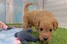 Mini Goldendoodle Puppy for Adoption