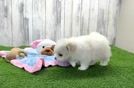 Maltipom Pup Being Cute