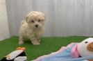 Funny Maltipoo Poodle Mix Pup