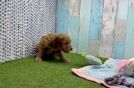 Best Mini Goldendoodle Baby