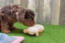 Fluffy Cavapoo Poodle Mix Pup