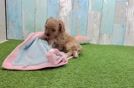 Fluffy Cavapoo Poodle Mix Pup