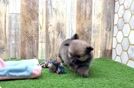Pomeranian Puppy for Adoption