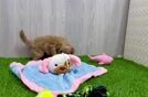 Playful Mini Groodle Poodle Mix Puppy