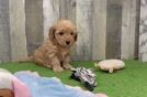 Best Mini Goldendoodle Baby