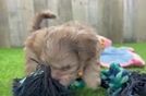 Meet Elton - our Shih Poo Puppy Video
